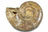 Jurassic Ammonite (Hemilytoceras) Fossil - Madagascar #283360-1